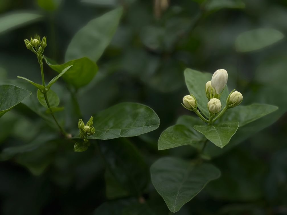 南京脑科医院顾苏皖医生黄牛预约代挂号电话横州茉莉灾后复产调查:花香渐返 蓄势重振
