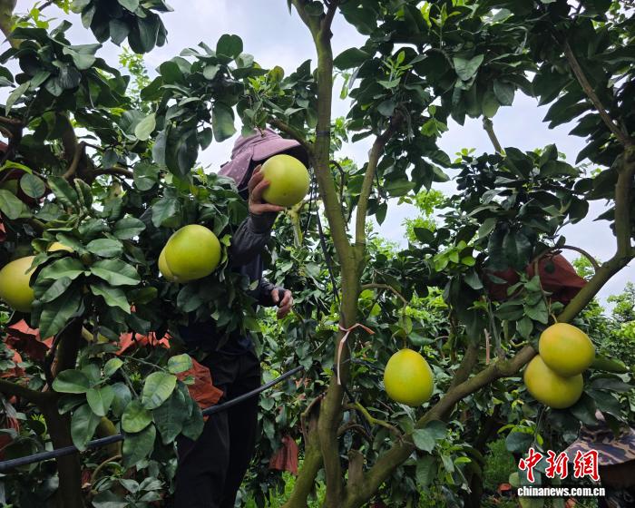 
上海复旦大学耳鼻喉科医院黄牛号贩子票贩子代网上预约代挂号电话种植“三红”柚子引发纠纷 海南一果园一审被判赔偿34万元