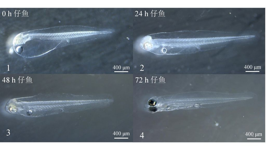上海交通大学医学附属上海儿童医学中心张浩医生黄牛预约代挂号电话我国“海上粮仓”持续扩容