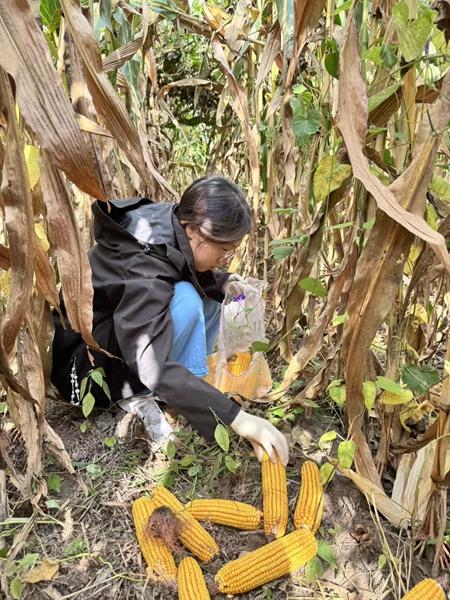 天津医科大学总医院罗营医生黄牛预约代挂号电话硕博钻进玉米地 论文种在泥土里 青年学子为黑土地保护性耕作注入创新力