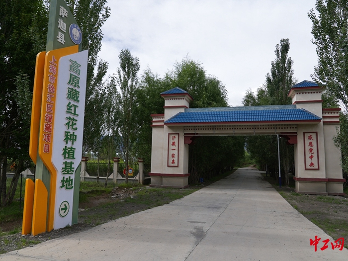 上海中医药大学附属龙华医院陈红风医生黄牛预约代挂号电话我们的家园丨戈壁拓荒,沪藏携手铺就高原致富路