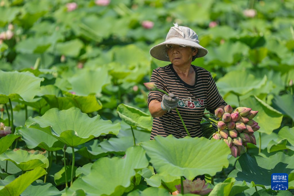 上海复旦大学附属华山医院孙新芬医生黄牛预约代挂号电话重庆大足:发展荷花产业 培育“美丽经济”