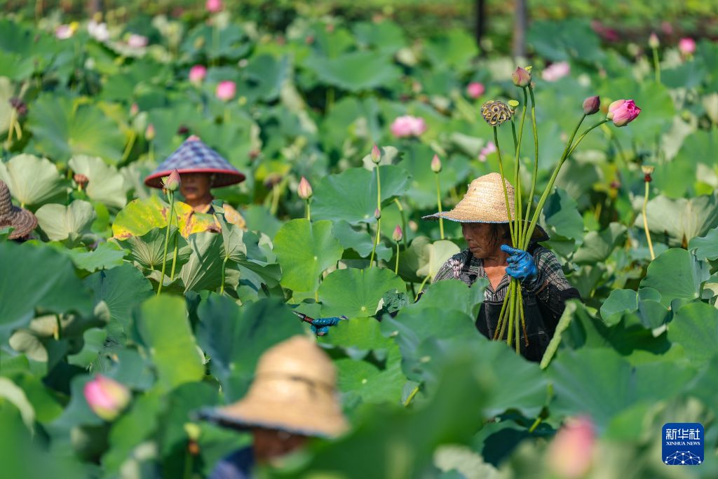 上海复旦大学附属华山医院孙新芬医生黄牛预约代挂号电话重庆大足:发展荷花产业 培育“美丽经济”
