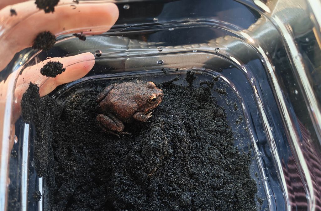 上海市肺科医院陈晓霞医生黄牛预约代挂号电话严防外来生物入侵 大理石沙蛙在中国口岸截获
