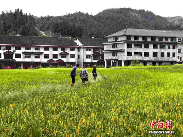 天津中医药大学一附院黄牛号贩子票贩子代网上预约代挂号电话从“门票经济”到“产业经济” 湖南新化千年梯田“上新”引客来