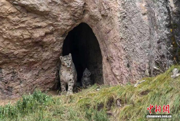 陆军军医大学新桥医院蒋力医生黄牛预约代挂号电话雪豹、藏狐与旱獭 祁连山的“神奇动物”长啥样?