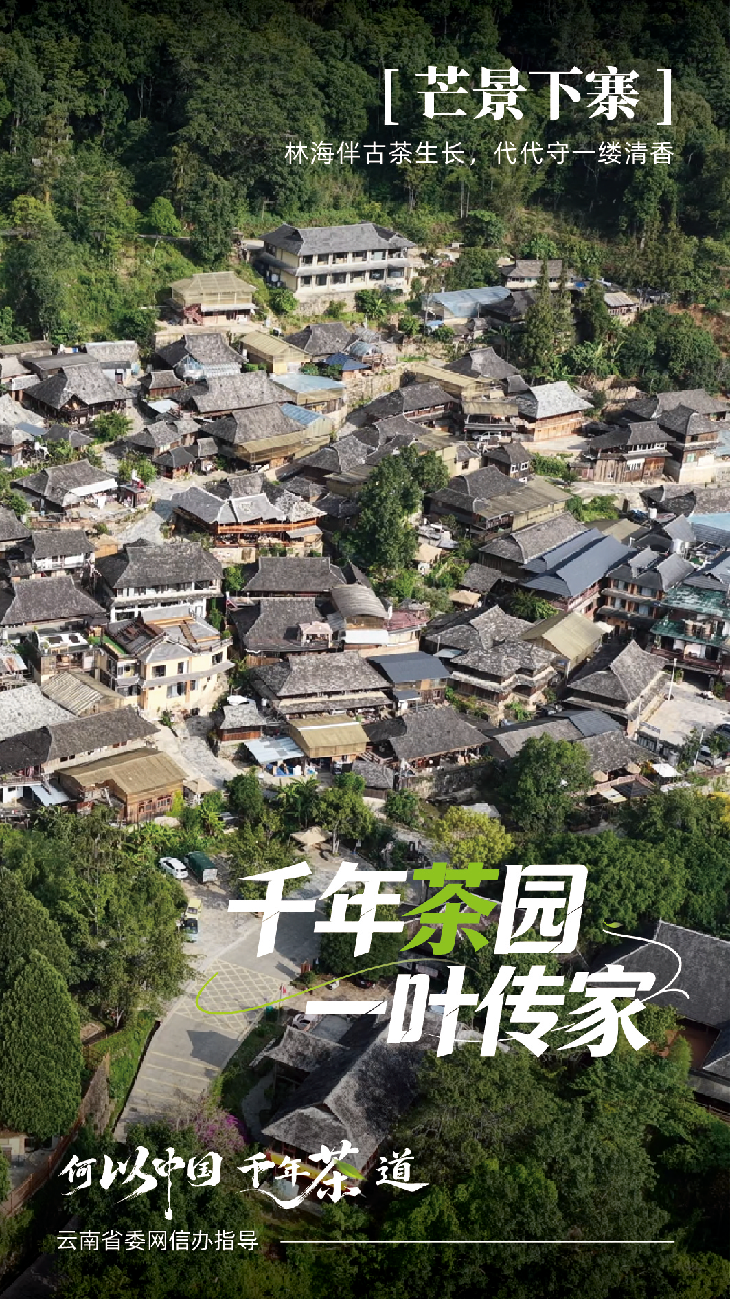 四川大学华西医院李永彬医生黄牛预约代挂号电话古寨新生 听景迈山人讲茶山新故事