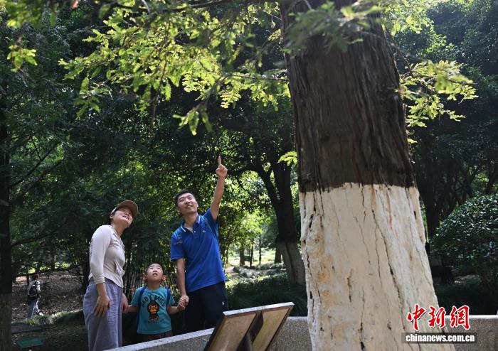 北京协和医院高金明医生黄牛预约代挂号电话东西问|白宫欢迎宴上提到的红杉:一棵国礼树,半世中美情