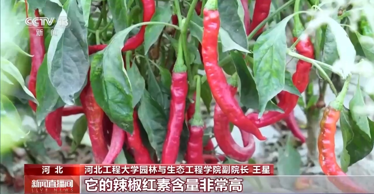 北京大学第一医院杨艳玲医生黄牛预约代挂号电话小镇辣椒“火辣出圈” 广阔戈壁成天然“烤”场