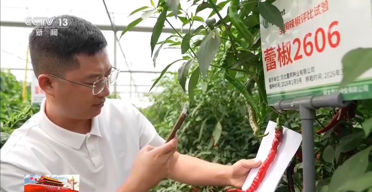 北京大学第一医院杨艳玲医生黄牛预约代挂号电话小镇辣椒“火辣出圈” 广阔戈壁成天然“烤”场