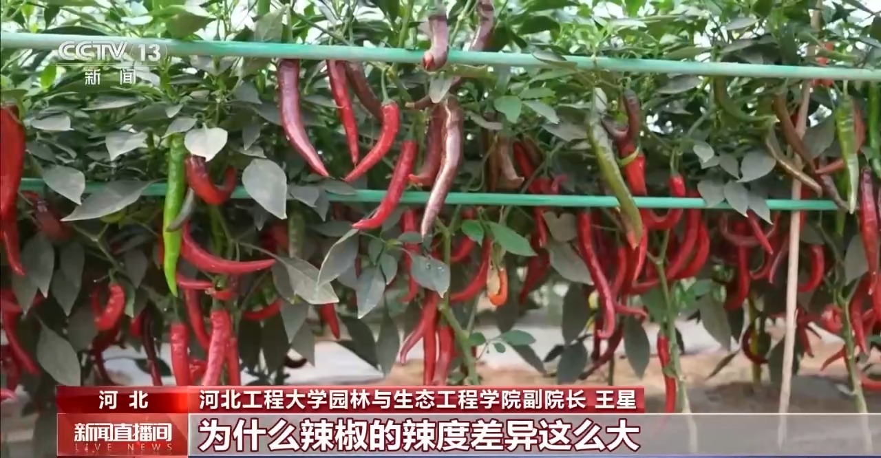 北京大学第一医院杨艳玲医生黄牛预约代挂号电话小镇辣椒“火辣出圈” 广阔戈壁成天然“烤”场