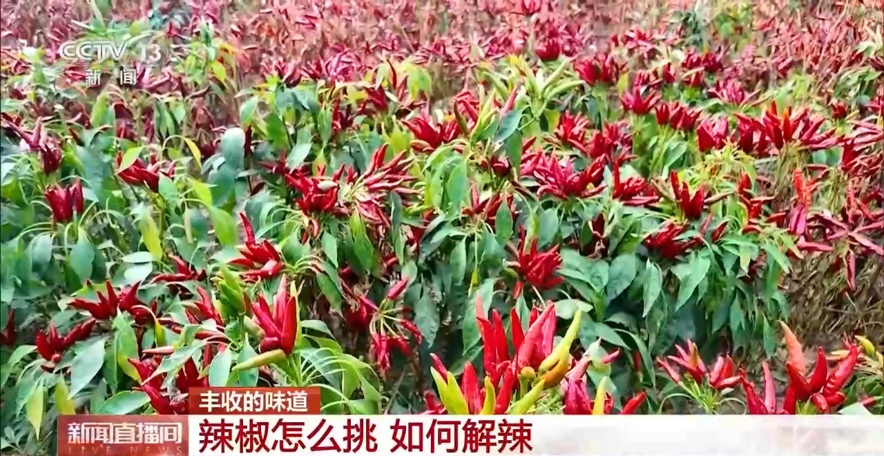 北京大学第一医院杨艳玲医生黄牛预约代挂号电话小镇辣椒“火辣出圈” 广阔戈壁成天然“烤”场