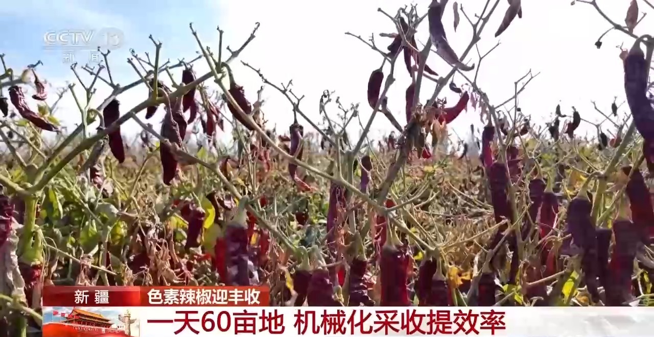 北京大学第一医院杨艳玲医生黄牛预约代挂号电话小镇辣椒“火辣出圈” 广阔戈壁成天然“烤”场