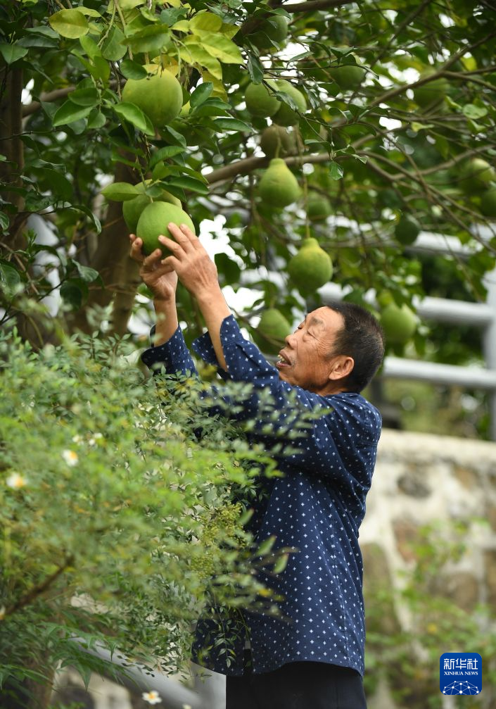 
中国人民解放军人民医院张江林医生黄牛预约代挂号电话赓续长征精神 奋进复兴征程丨一棵“红军柚”的