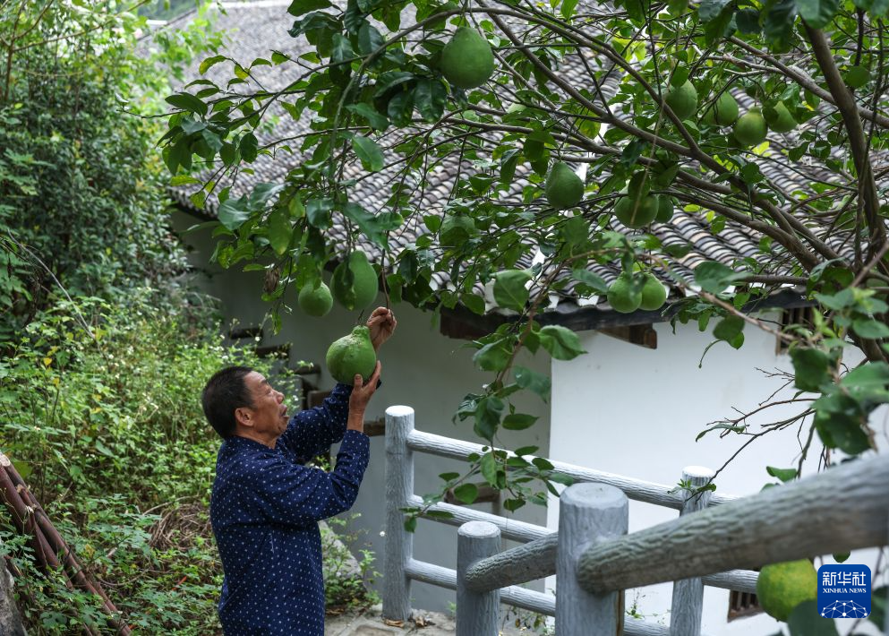 
中国人民解放军人民医院张江林医生黄牛预约代挂号电话赓续长征精神 奋进复兴征程丨一棵“红军柚”的