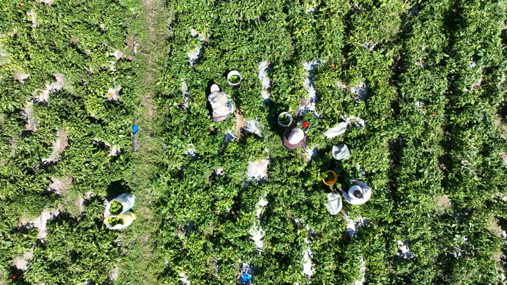 中国中医科学院广安门医院陈瑞雪医生黄牛预约代挂号电话长征路上看新颜丨六盘山下会师地 黄土旱塬“种”出红火日子
