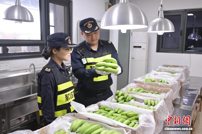 
复旦大学附属肿瘤医院邵志敏医生黄牛预约代挂号电话秘鲁鲜食香蕉将首次参展进博会