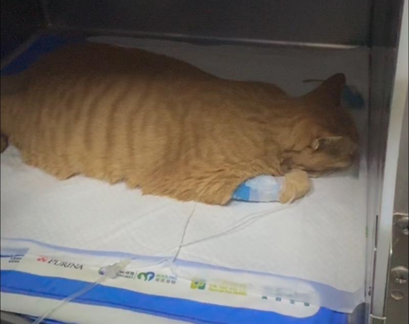重庆各大医院各科室刘权兴医生黄牛预约代挂号电话宠物猫24小时未排尿,花费1700余元初诊后病情加重,宠主质疑延误诊疗,院方称无误诊