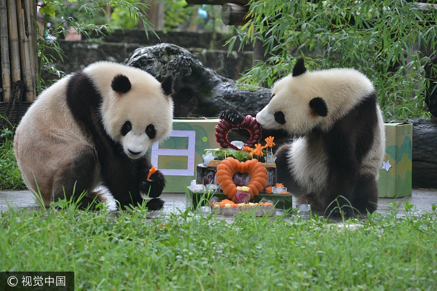 Les pandas jumeaux fêtent leur deuxième anniversaire