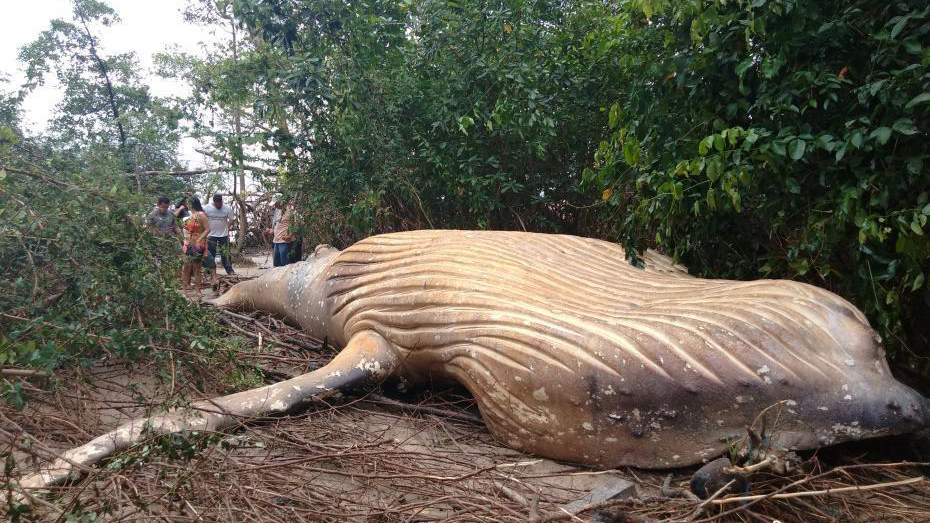 Yiwu Baleine /à Bosse Violet surr/éaliste cr/éature sous-Marine Animaux Nature Visage Couvre la Protection Contre la poussi/ère Pollen Pet squames Autres en Suspension dans lair