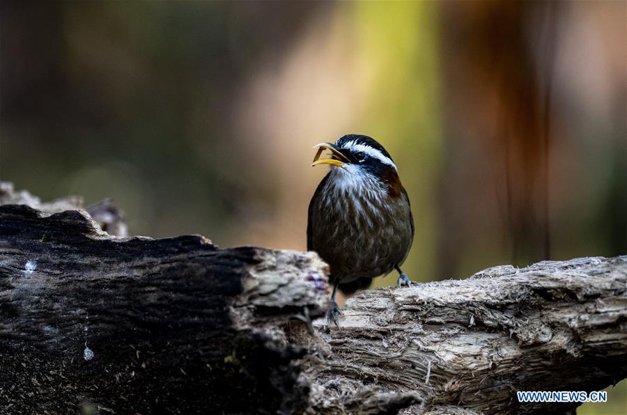 Yunnan : l'observation des oiseaux dans le village de Sanhe