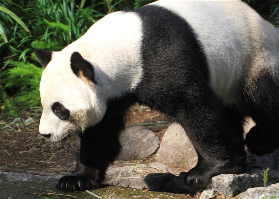 Pénurie de bambou pour deux pandas au Canada