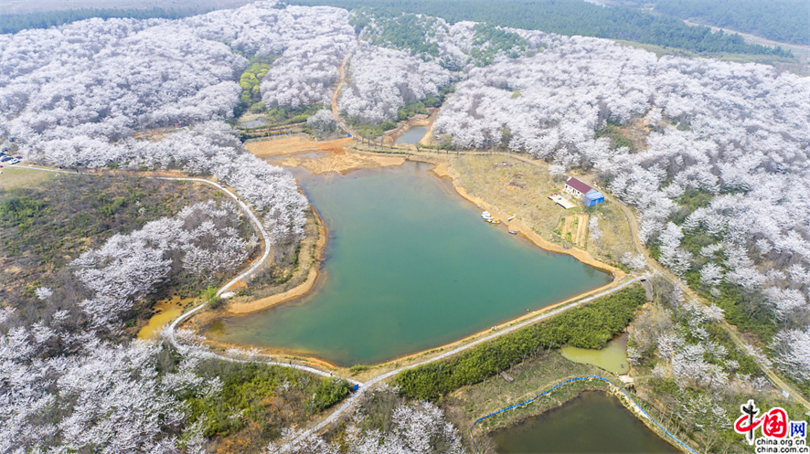 Anhui Des Milliers De Cerisiers En Pleine Floraison Xuancheng