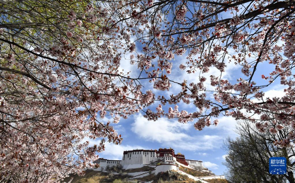 Tibet Des Fleurs S Panouissent Autour Du Palais Du Potala