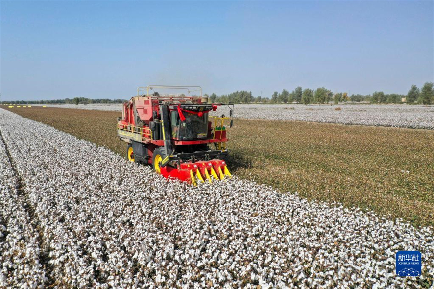 Xinjiang 80 Du Coton Sera R colt Par Des Machines Xinjiang 80 Du Coton Sera R colt Par Des Machines