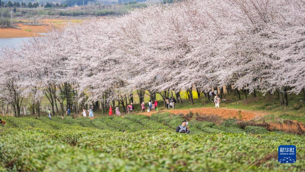 Guizhou Des Milliers De Cerisiers En Pleine Floraison Guiyang