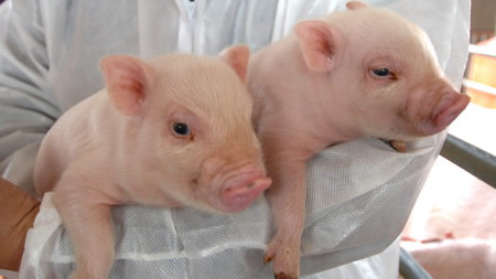 Geklonte Schweine könnten demnächst Menschenleben retten