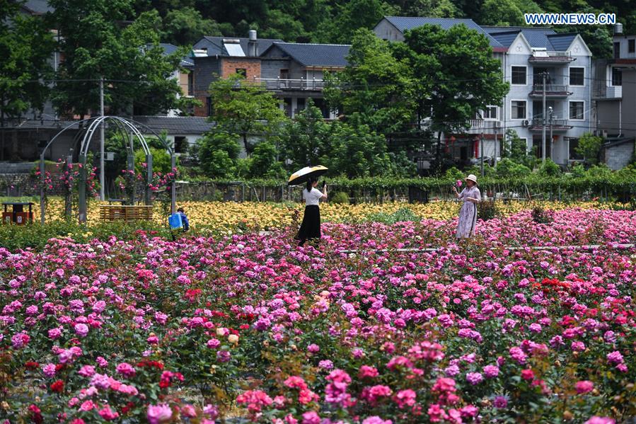 Hangzhou Rosengarten Wird Tourismusziel Auf Dem Landcn 