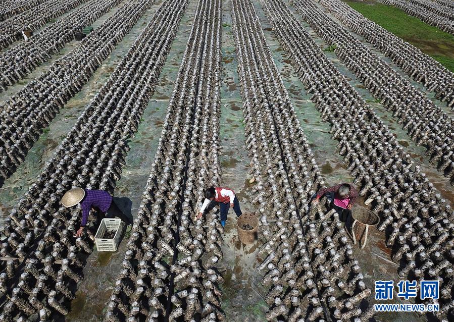 Guizhou Fördert Umstrukturierung Auf Dem Landcn 