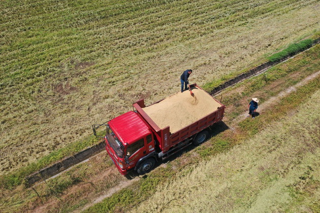 Chinas Landwirtschaft Rekordernten K nnen Nicht ber Herausforderungen chinas-landwirtschaft-rekordernten-k-nnen-nicht-ber-herausforderungen