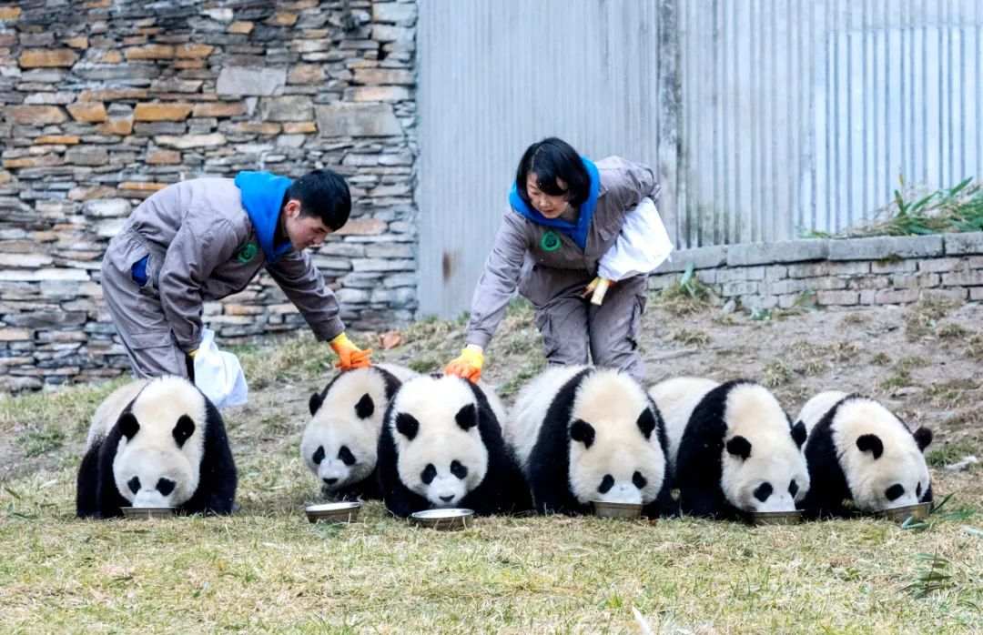 bestand-von-in-gefangenschaft-lebenden-pandas-steigt-weltweit-auf-673