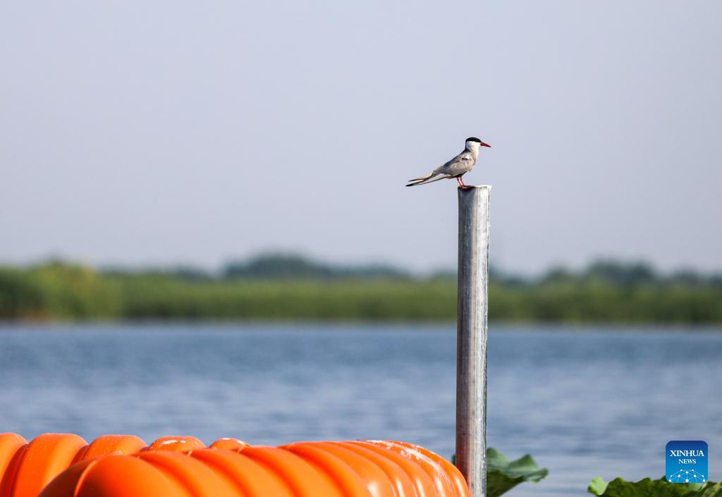 Wasserqualität des BaiyangdianSees in Nordchina verbessert