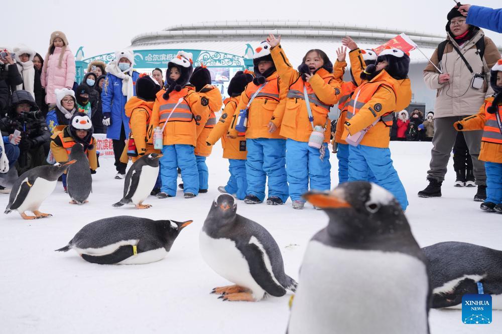 Kinder Treffen Bei Ihrem Besuch In Harbin Auf Pinguine China Org Cn