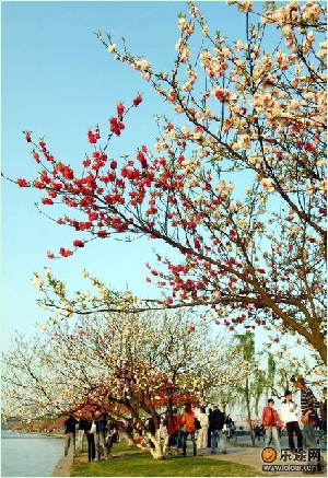 白堤上盛开的桃花_组图：春色杭州，西湖“花世界”_乐途旅游网