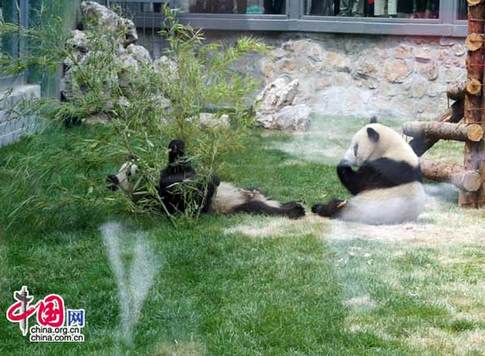 08年6月5日上午11时，来自卧龙的奥运熊猫在北京动物园首次与游人见面。(中国网 张琳摄) 
