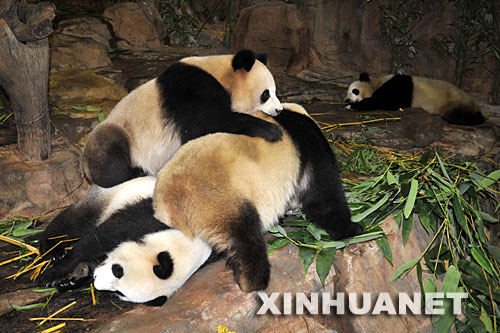 6月30日，来自四川的大熊猫在广州香江野生动物世界中华国宝区玩耍。6月26日被转移到广州的5只来自四川地震灾区的大熊猫“仙女”“耀耀”“丽丽”“婷婷”和“白杨”，目前在广州香江野生动物世界工作人员的悉心照料下，正逐步适应在广州新家的生活。 新华社记者 刘大伟 摄 