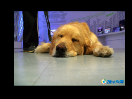 上海万博会場で唯一の動物である3歳の「ピーター」。ピーターは大連から来た盲導犬で、「Pちゃん」の愛称で親しまれる。上海万博会場の生命陽光館では、盲導犬Pちゃんに誘導され、多くの見学者が安心して目を閉じ、特別なサービスを体験することができる。