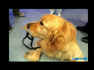 上海万博会場で唯一の動物である3歳の「ピーター」。ピーターは大連から来た盲導犬で、「Pちゃん」の愛称で親しまれる。上海万博会場の生命陽光館では、盲導犬Pちゃんに誘導され、多くの見学者が安心して目を閉じ、特別なサービスを体験することができる。