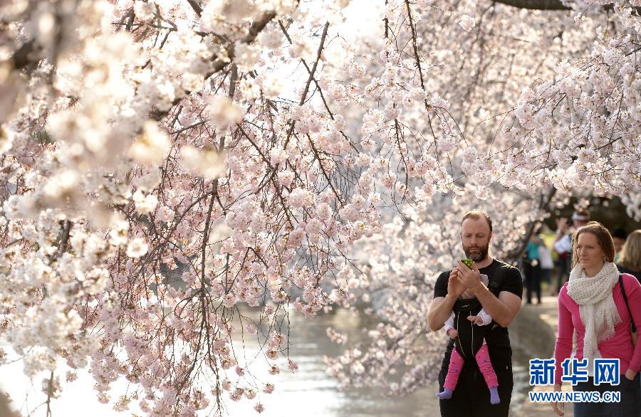 （国际）（2）华盛顿樱花绽放