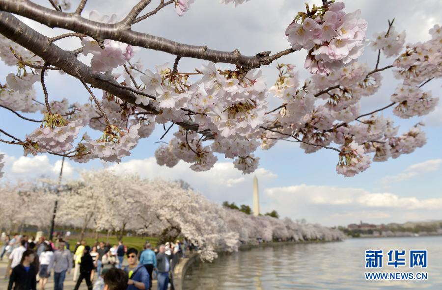 （国际）（1）华盛顿樱花绽放