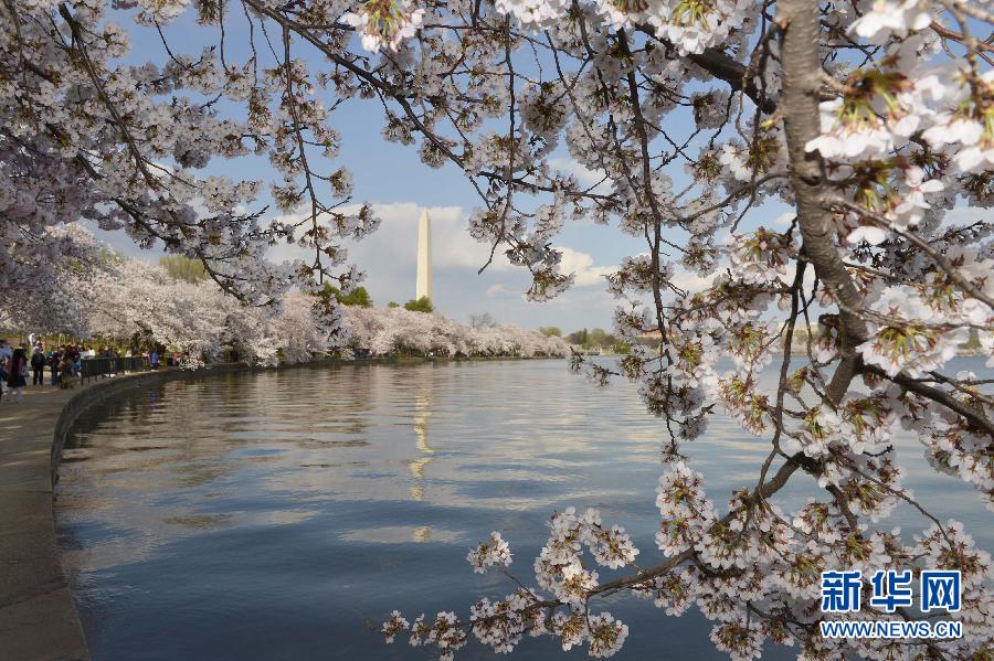 （国际）（3）华盛顿樱花绽放