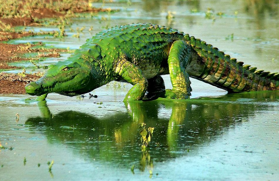 南非鳄鱼被水藻覆盖似“绿巨人”