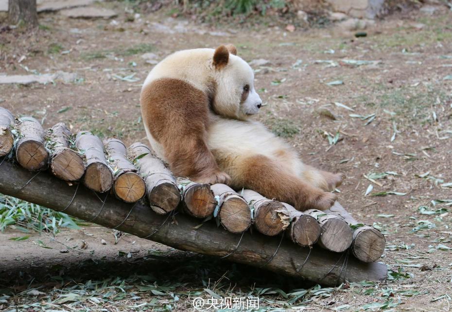 棕色大熊猫七仔见雪变身“雪花熊”