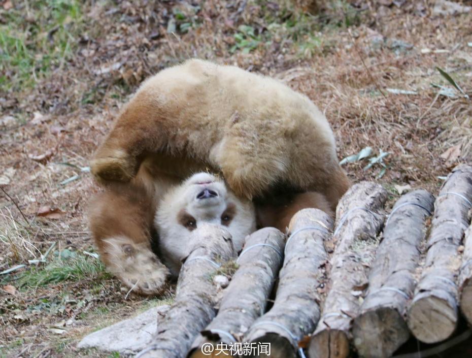 棕色大熊猫七仔见雪变身“雪花熊”【2】
