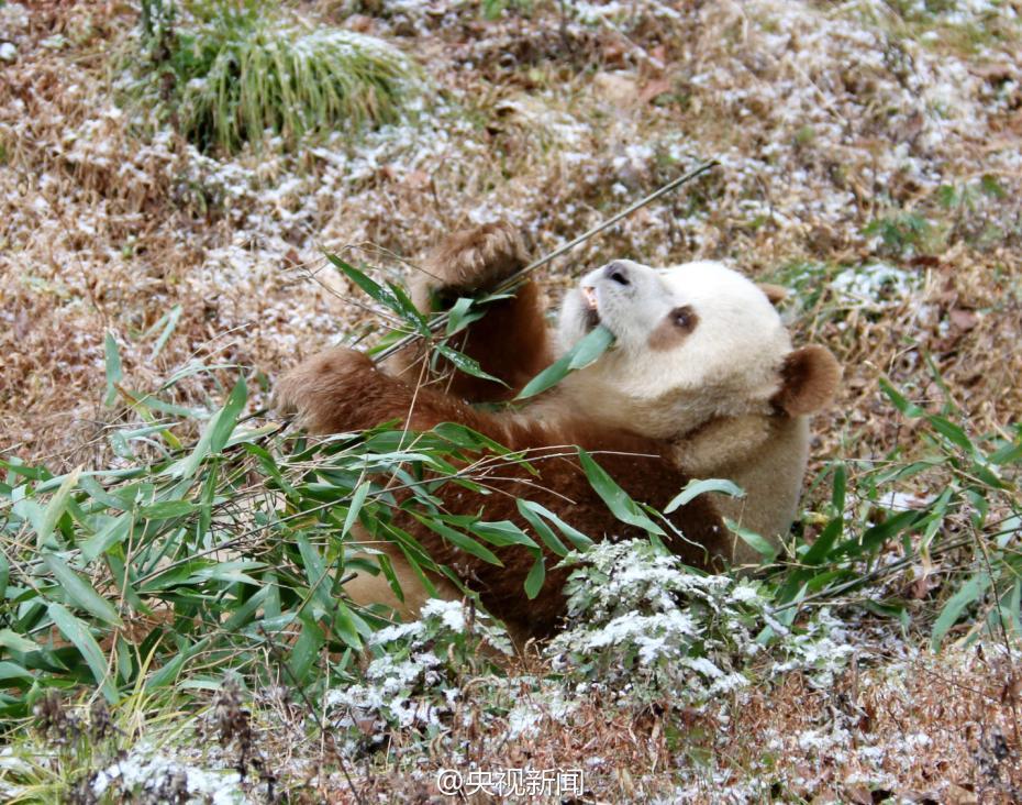棕色大熊猫七仔见雪变身“雪花熊”【3】
