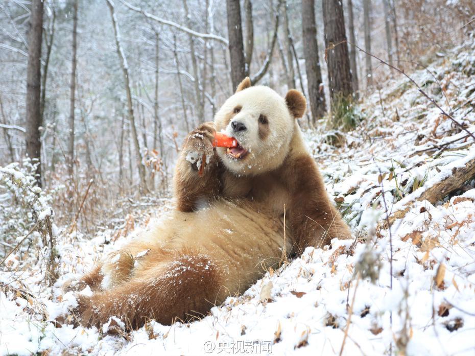 棕色大熊猫七仔见雪变身“雪花熊”【4】